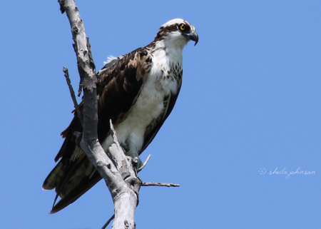 This Osprey diligently keeps an eye out for fresh fish infringing upon his territory at the St. Lucie River. Jail time isn't enough for them; they'll be eaten for lunch.