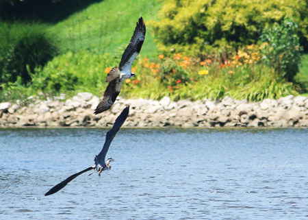 This mama Osprey, a fierce defender of her nest against me just sitting on the dock nearby, will not tolerate this Great Blue Heron in her airspace.