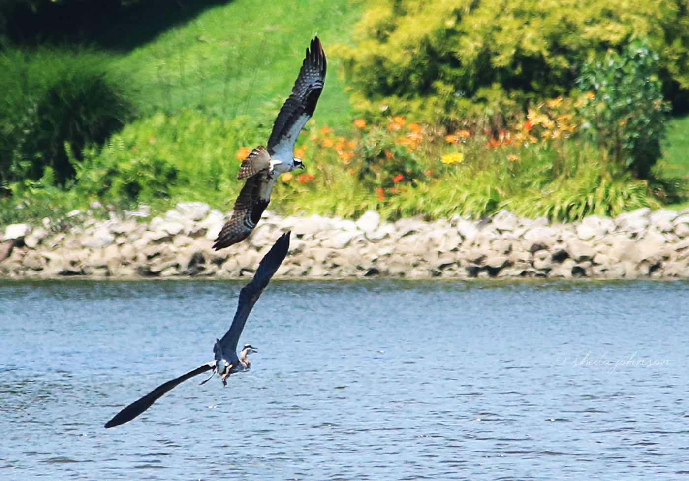 This Mama Osprey, A Fierce Defender Of Her Nest Against Me Just Sitting On The Dock Nearby, Will Not Tolerate This Great Blue Heron In Her Airspace.