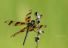 Ahhh, The Halloween Pennant Dragonfly! They Are One Of The Few Dragonflies That Seem To Enjoy Being Photographed. It Looks A Lot Like The Painted Skimmer -- Those Tiny Little Red Spots On Its Wings (Which The Painted Skimmer Doesn&#039;T Have) Give It Away.