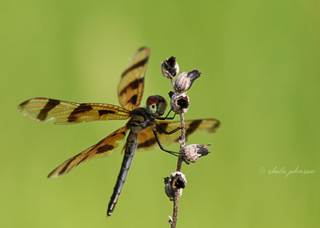 Ahhh, the Halloween Pennant Dragonfly! They are one of the few dragonflies that seem to enjoy being photographed. It looks a lot like the Painted Skimmer -- those tiny little red spots on its wings (which the Painted Skimmer doesn't have) give it away.