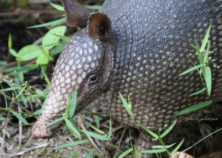 With horrible eyesight, Armadillos must always wonder, 'Is anybody there?' This one sniffed the air several times before deciding I was foe and not friend.