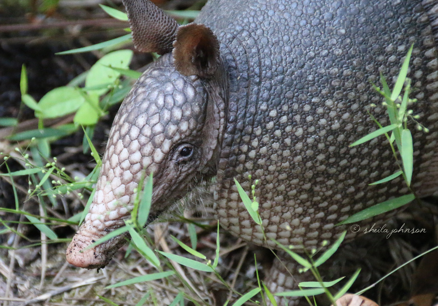 With Horrible Eyesight, Armadillos Must Always Wonder, 'Is Anybody There?' This One Sniffed The Air Several Times Before Deciding I Was Foe And Not Friend.