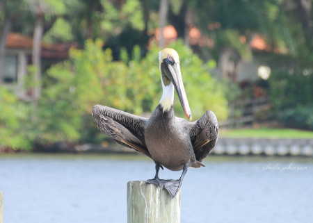 This poor Pelican is struggling to stay on the piling. If only he'd move a tiny bit to the side, he'd fit perfectly. Silly, bird!