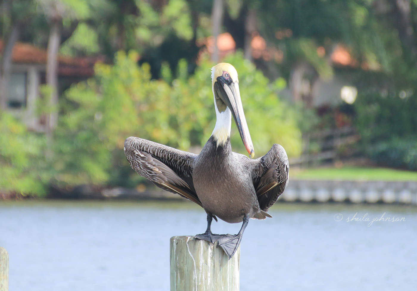 This Poor Pelican Is Struggling To Stay On The Piling. If Only He&#039;D Move A Tiny Bit To The Side, He&#039;D Fit Perfectly. Silly, Bird!