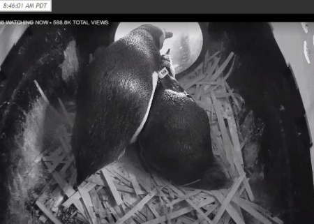 Shim and Whatever are taking good care of their little penguin egglet and each other. This is nesting season 2016 at Aquarium of the Pacific. © 2016 Aquarium of the Pacific.