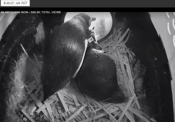 Shim and Whatever are taking good care of their little penguin egglet and each other. This is nesting season 2016 at Aquarium of the Pacific. © 2016 Aquarium of the Pacific.