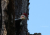 The Florida Pileated Woodpecker -- A Subspecies Of The Pilieated Woodpecker And My Favorite Of All The Woodpeckers -- Is About The Size Of A Crow. This One Enjoys A Game Of Peekaboo!