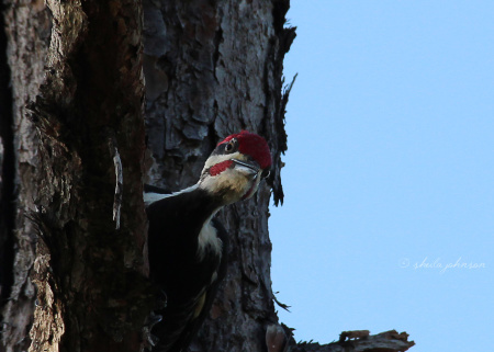 The Florida Pileated Woodpecker -- a subspecies of the Pilieated Woodpecker and my favorite of all the woodpeckers -- is about the size of a crow. This one enjoys a game of peekaboo!