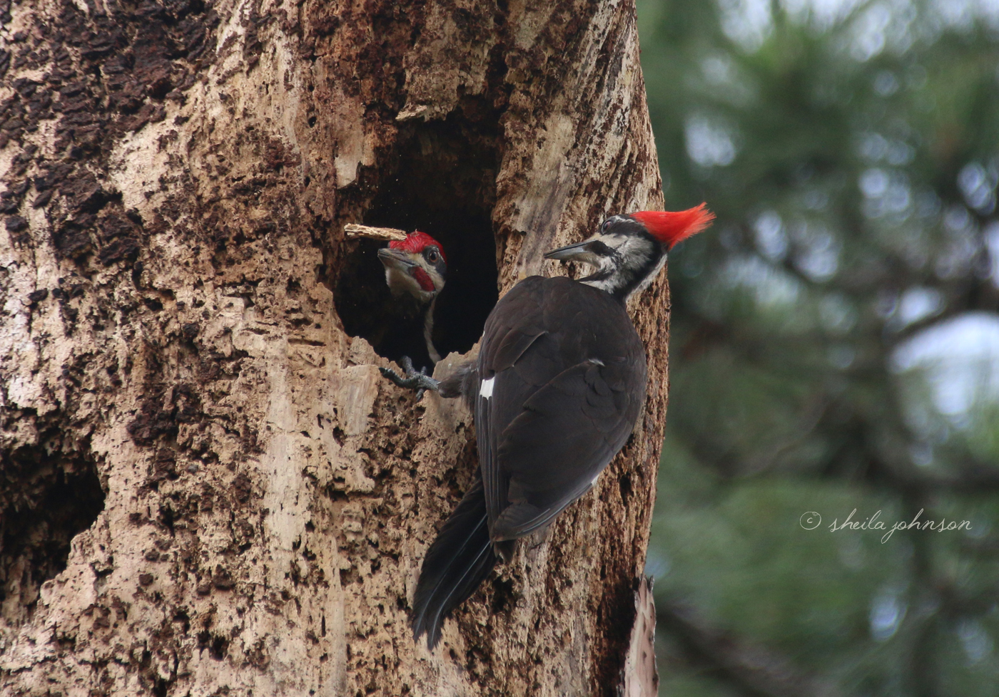 A Female Pileated Woodpecker Gets Out Of Her Mate's Way, As He Throws Wood Chunks Out Of The Nest He's Building.