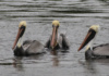 A Gathering Of Florida Pelicans Sharing Camaraderie, But Never Their Fresh Catches. The Guy In The Middle Looks Like He Stepped Out Of As 80S Salon.