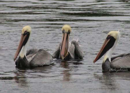 A gathering of Florida Pelicans sharing camaraderie, but never their fresh catches. The guy in the middle looks like he stepped out of as 80s salon.