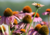You May Have Heard Of The Purple Coneflower At Your Local Drugstore, As It Goes By The Scientific Name Of Echinacea. It's Sold Medicinally As Having Antidepressant And Immune-System Boosting Properties.