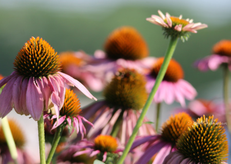 You may have heard of the Purple Coneflower at your local drugstore, as it goes by the scientific name of Echinacea. It's sold medicinally as having antidepressant and immune-system boosting properties.