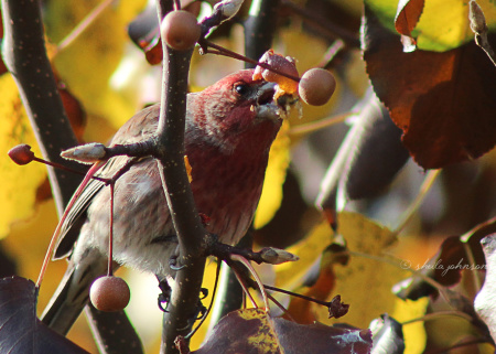 A Purple Finch gets the last of the fresh berries from this tree, as the leaves turn in the cool fall air.
