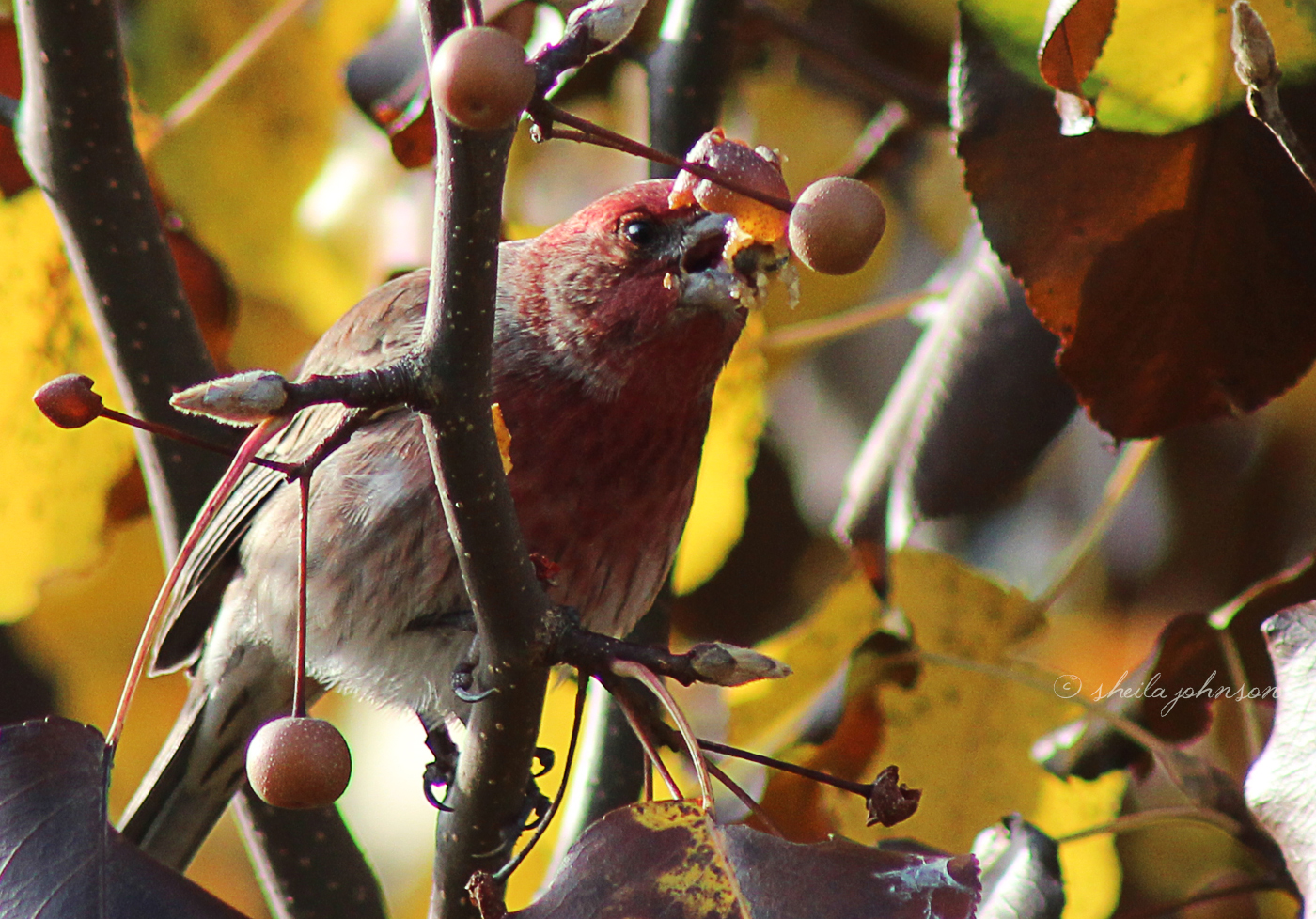 A Purple Finch Gets The Last Of The Fresh Berries From This Tree, As The Leaves Turn In The Cool Fall Air.