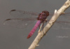 The Roseate Skimmer Dragonfly Is One Of The Prettiest We&#039;Ve Seen In The Wild. One Would Think &#039;Roseate,&#039; As In Spoonbill, Would Mean Pink. These Are Pretty Shades Of Purple, However.