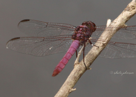The Roseate Skimmer Dragonfly is one of the prettiest we've seen in the wild. One would think 'roseate,' as in Spoonbill, would mean pink. These are pretty shades of purple, however.