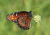 The Monarch, Viceroy, And Queen Butterflies Are Very Similar, And It&#039;S Only When They&#039;Re Sitting Still Can Most People Identify Them. This One Is A Queen Butterfly.