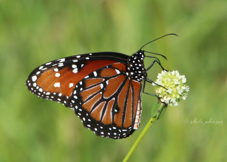 The Monarch, Viceroy, and Queen butterflies are very similar, and it's only when they're sitting still can most people identify them. This one is a Queen Butterfly.
