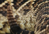 Myth Has It That One Can Age A Rattlesnake Based On The Number Of 'Rattles' On Its Tail. The Fact Is That A New Rattle Forms Each Time The Snake Sheds Its Skin, Which May Be More Than Once Per Year. Since They Are Born With The First Little Ball At The Tip Of Their Tales, We Can Tell That This One Has Shed Its Skin 7 Times.