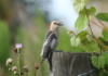 A Female Red-Bellied Woodpecker Warns Off All Visitors Because She Has A Nest Nearby.