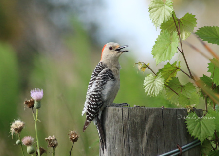 A female Red-Bellied Woodpecker warns off all visitors because she has a nest nearby.