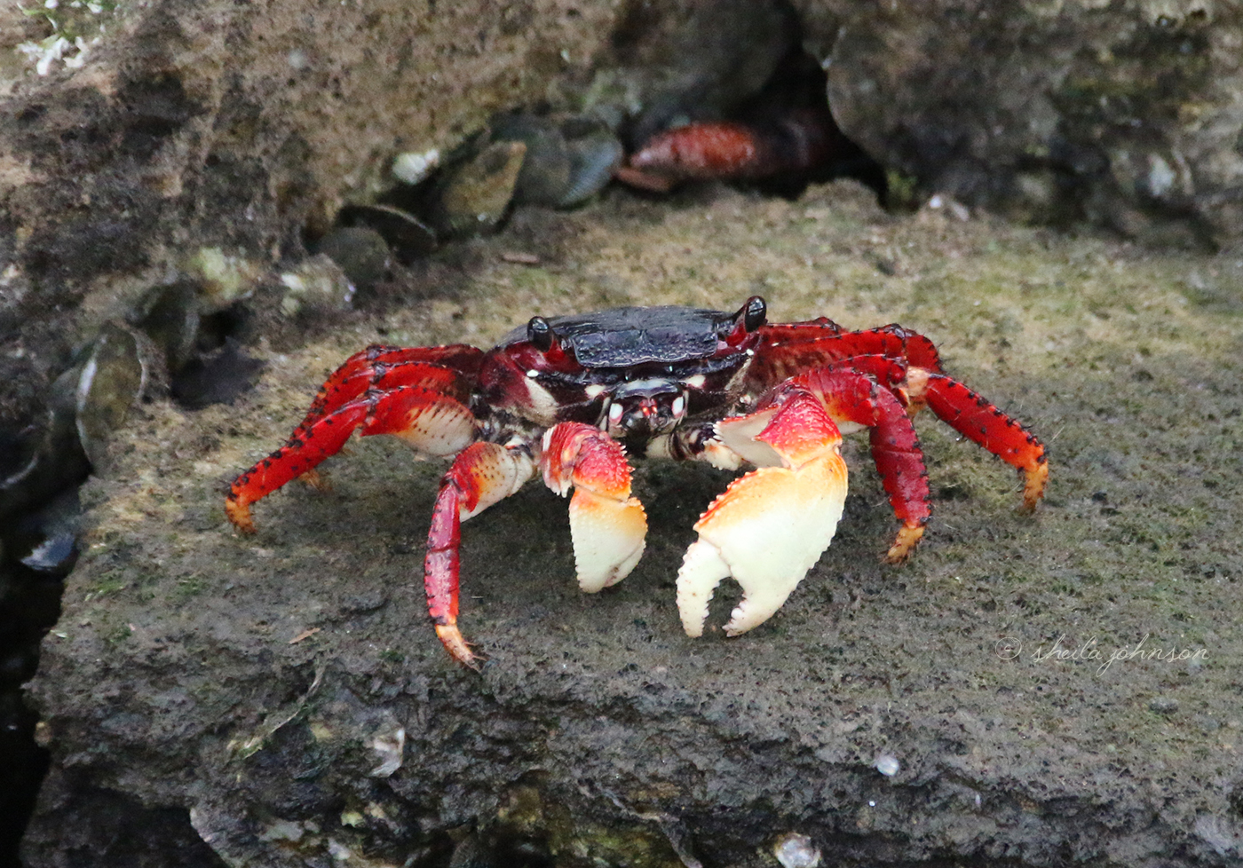 We Found This Red-Legged Crab In Downtown Stuart Along The Riverwalk And Through This Would Be One Of Those Easily Identified Species. But, No. So Here's A Crab. Could Be Fiddler; Could Be Blue; Fresh Or Brackish Water, As In The St. Lucie River.