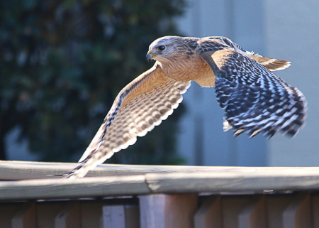 This Red-Shouldered Hawk spent an hour or so in the back yard. It's only find was a juicy worm which seemed a bit small to me. Apparently, he agreed, as he went off to more fruitful feeding grounds.