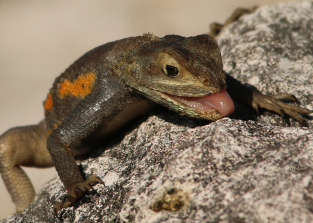 From what I can tell, the Agama Lizard isn't one of those creatures which eats rocks to aid in digestion, so we can only guess this one is licking up a bug. Yum! Or not.