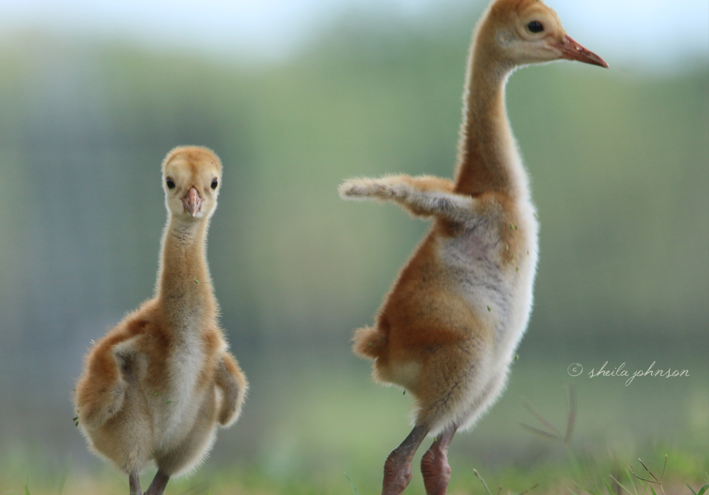 One Juvenile Sandhill Crane Seems To Wonder What This Thing Is Pointing At Him (Or Her) While His Sister (Or Brother) Tries Out Little Wings. Their Wingspans Will Eventually Grow To About 5.5 To 7.5 Feet.