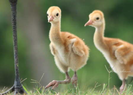 These juvenile Sandhill Cranes literally follow in their mother's footsteps.
