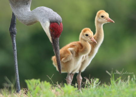 Two Sandhill Crane babies and their mom seeking adventure at Halpatioke Regional Park, Stuart, Florida.  The dirt on the juvenile cranes&amp;#039; beaks is an indication that they&amp;#039;ve been foraging for their own food.  These omnivorous offspring will continue to learn from their parents until they become independent around 9 or 10 months of age.