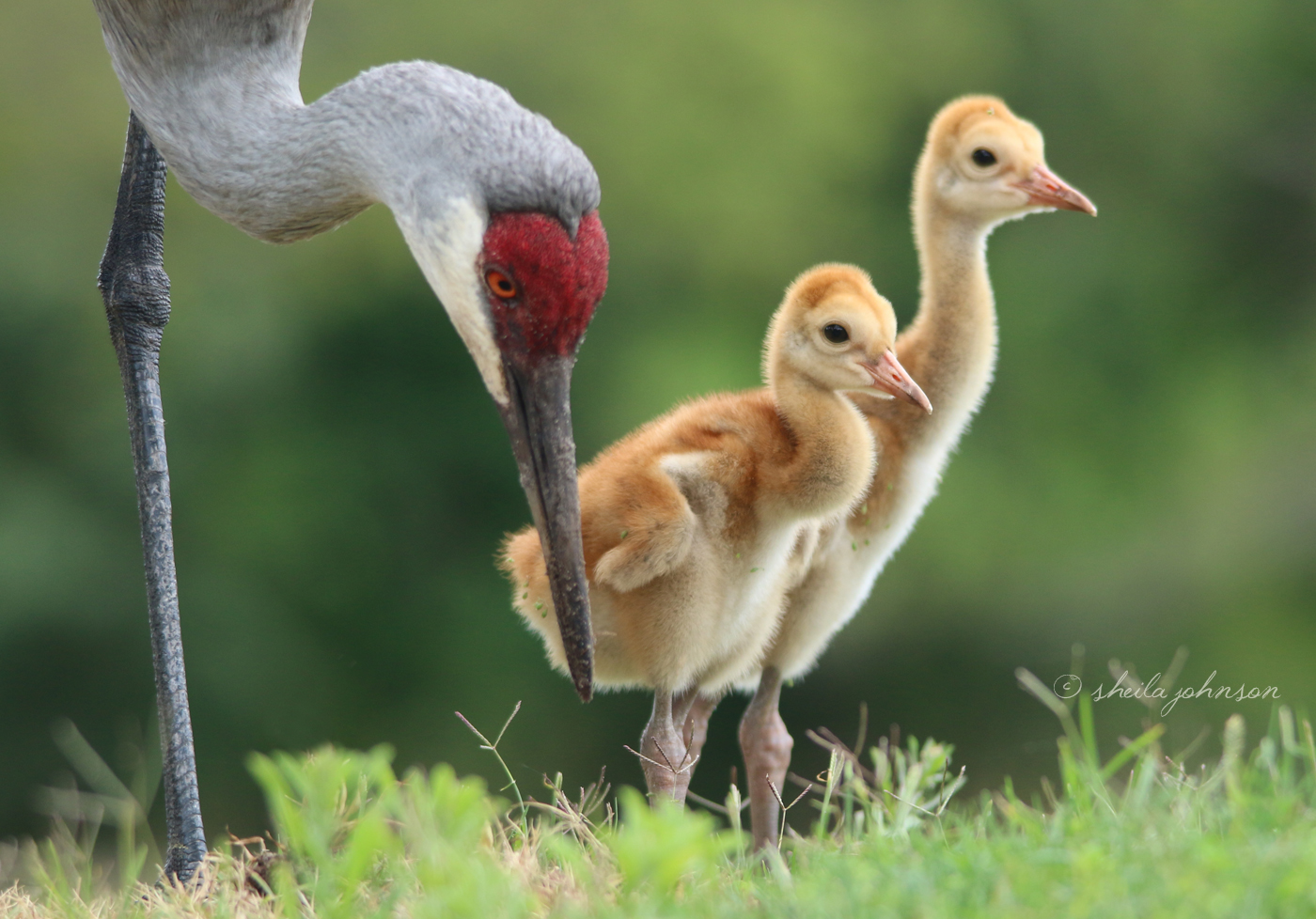 Two Sandhill Crane Babies And Their Mom Seeking Adventure At Halpatioke Regional Park, Stuart, Florida.  The Dirt On The Juvenile Cranes&Amp;Amp;#039; Beaks Is An Indication That They&Amp;Amp;#039;Ve Been Foraging For Their Own Food.  These Omnivorous Offspring Will Continue To Learn From Their Parents Until They Become Independent Around 9 Or 10 Months Of Age.