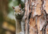 We Say 'Squirrel'! They Say 'Has Nuts?!' Such Cute Little Beggars, These Squirrelly Squirrels Are!