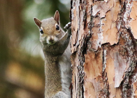 We say 'squirrel'! They say 'has nuts?!' Such cute little beggars, these squirrelly squirrels are!