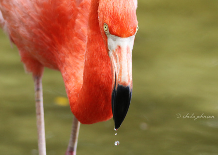 We've clearly got a thing for the pinkest pink Flamingos, but, hey, this one is a little scary looking!
