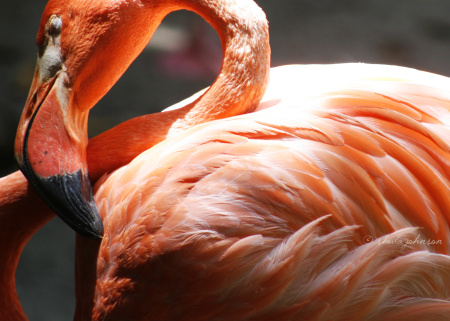 Not much is prettier than the pink fluff of the Flamingo. From palest of pinks to bright, coral shades, the pink pigment in feathers is caused by the Flamingos' primary dietary staple: Shrimp!