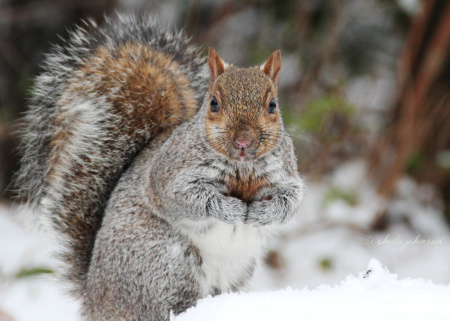 Pretty as a picture, this squirrel certainly believes nuts will be the reward of posing in the snow. Sorry, Snow Bunny, I've got no nuts.