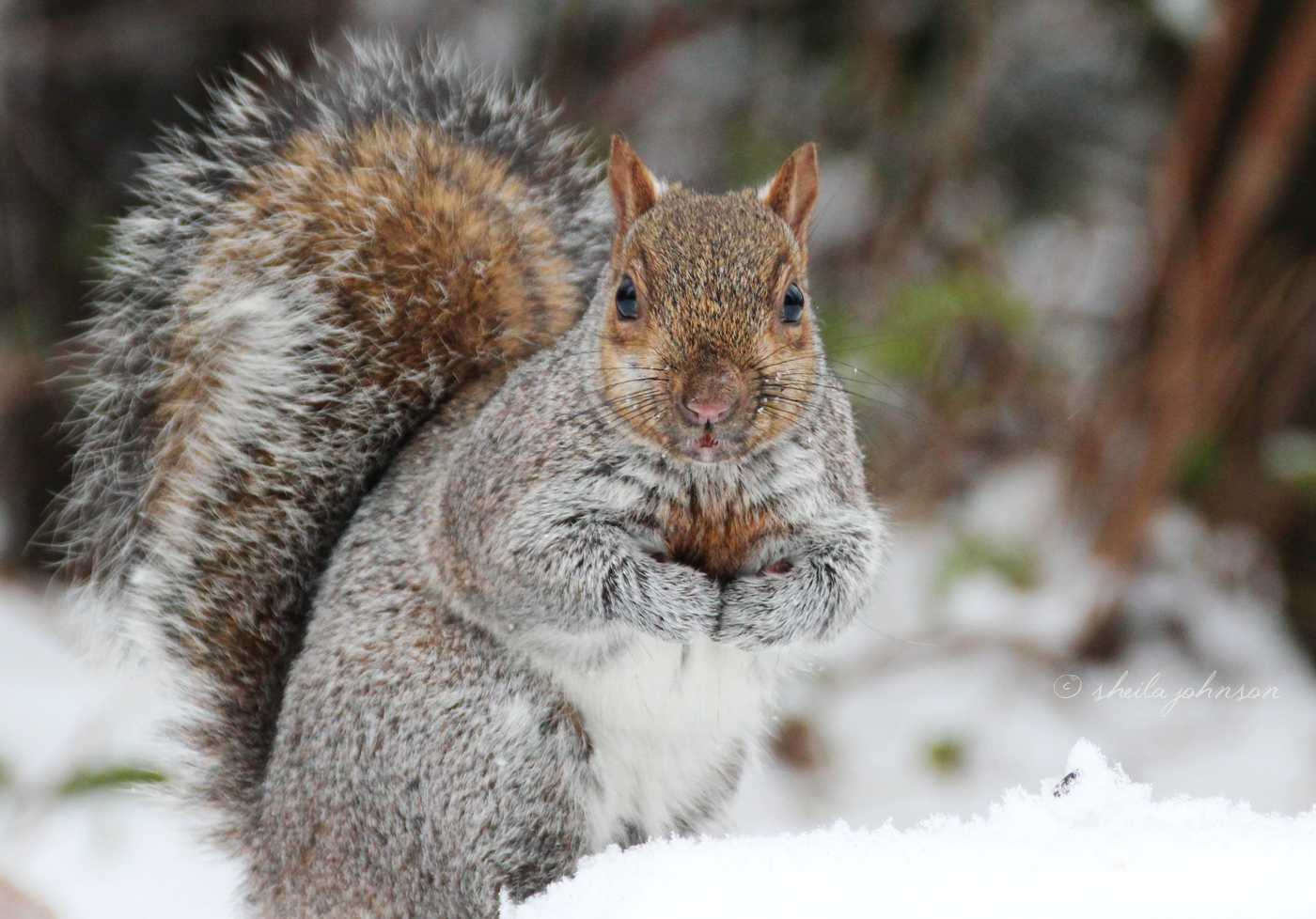 Pretty As A Picture, This Squirrel Certainly Believes Nuts Will Be The Reward Of Posing In The Snow. Sorry, Snow Bunny, I've Got No Nuts.