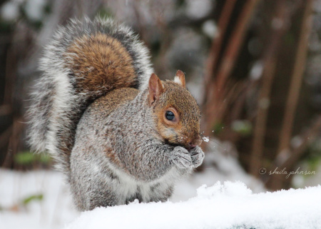Snow is no deterrent to a squirrel seeking nuts left behind by Mariner Park Patrons. Think the postman delivers through sleet, and snow? Nothing stops the Mariner Park walkers!