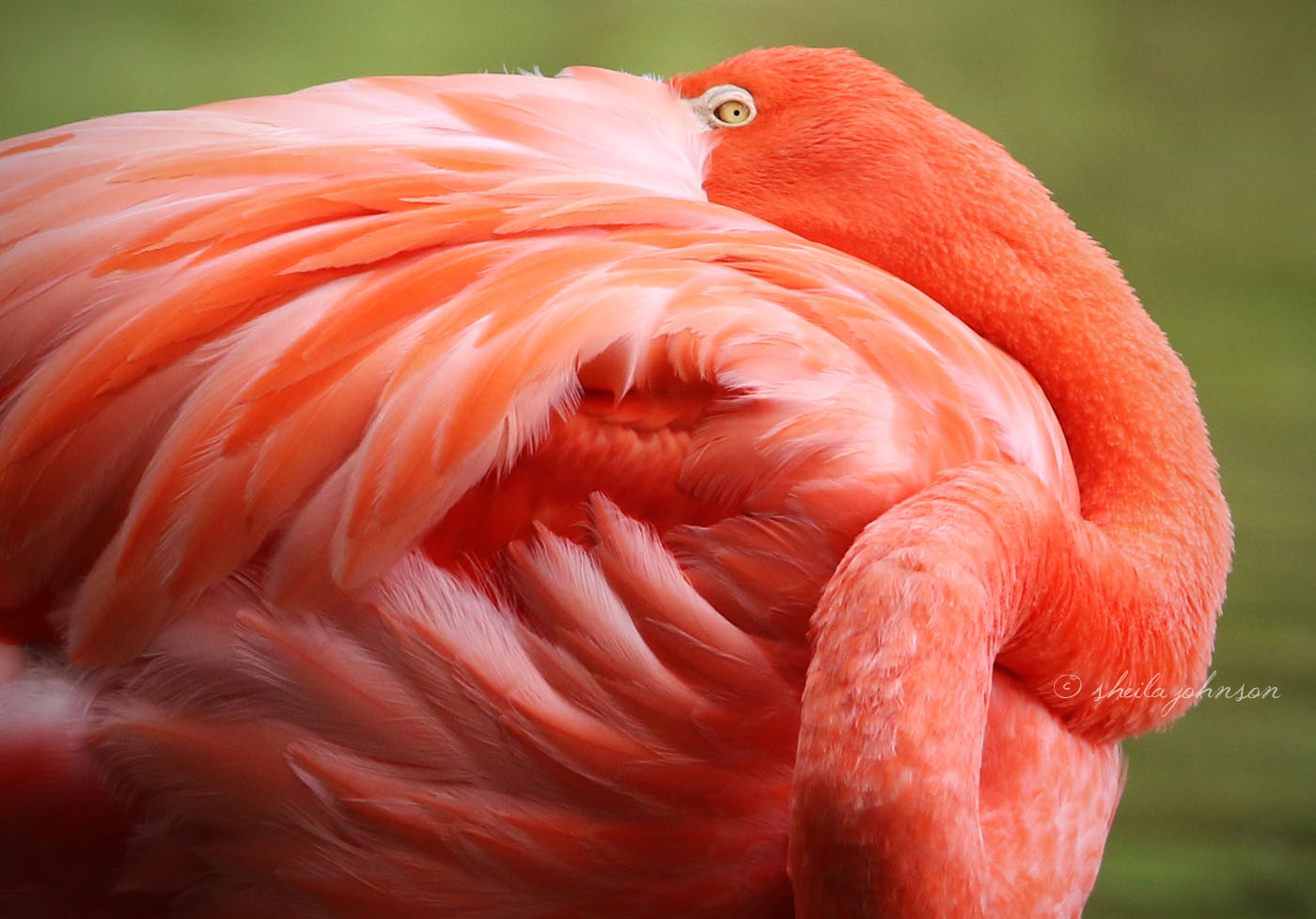 Do You Ever Have That Feeling Someone's Watching And Not Sure Where It's Coming From? Yeah. That, Mr. Flamingo.