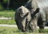 The Southern White Rhinoceros At Lion Country Safari Are Part Of The Species Survival Plan, And This Baby Is One Small Step Toward Getting This Rhino Species Removed From The Threatened List.
