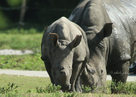 The Southern White Rhinoceros at Lion Country Safari are part of the Species Survival Plan, and this baby is one small step toward getting this rhino species removed from the Threatened list.