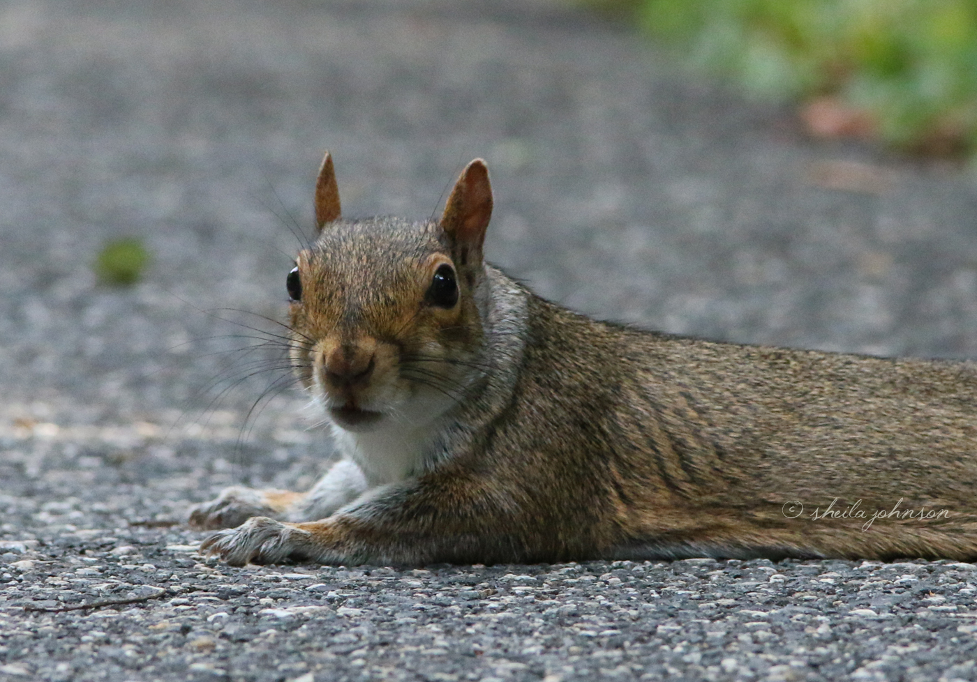 Sprawling On Shaded Asphalt Hits The Spot In The Heat Of A Maryland Summer. This Gray Squirrel Takes Advantage Of A Low-Traffic Area For Just That Purpose.