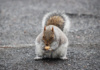 A Big Squirrel Requires Big Nuts For The Storage Of Winter Fat. This Big Squirrel Has A Head Start On Winter.