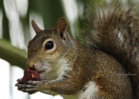 One of the many picnickers of Rivergate Park in Port St. Lucie, Florida has left a strawberry behind, much to this squirrels delight.