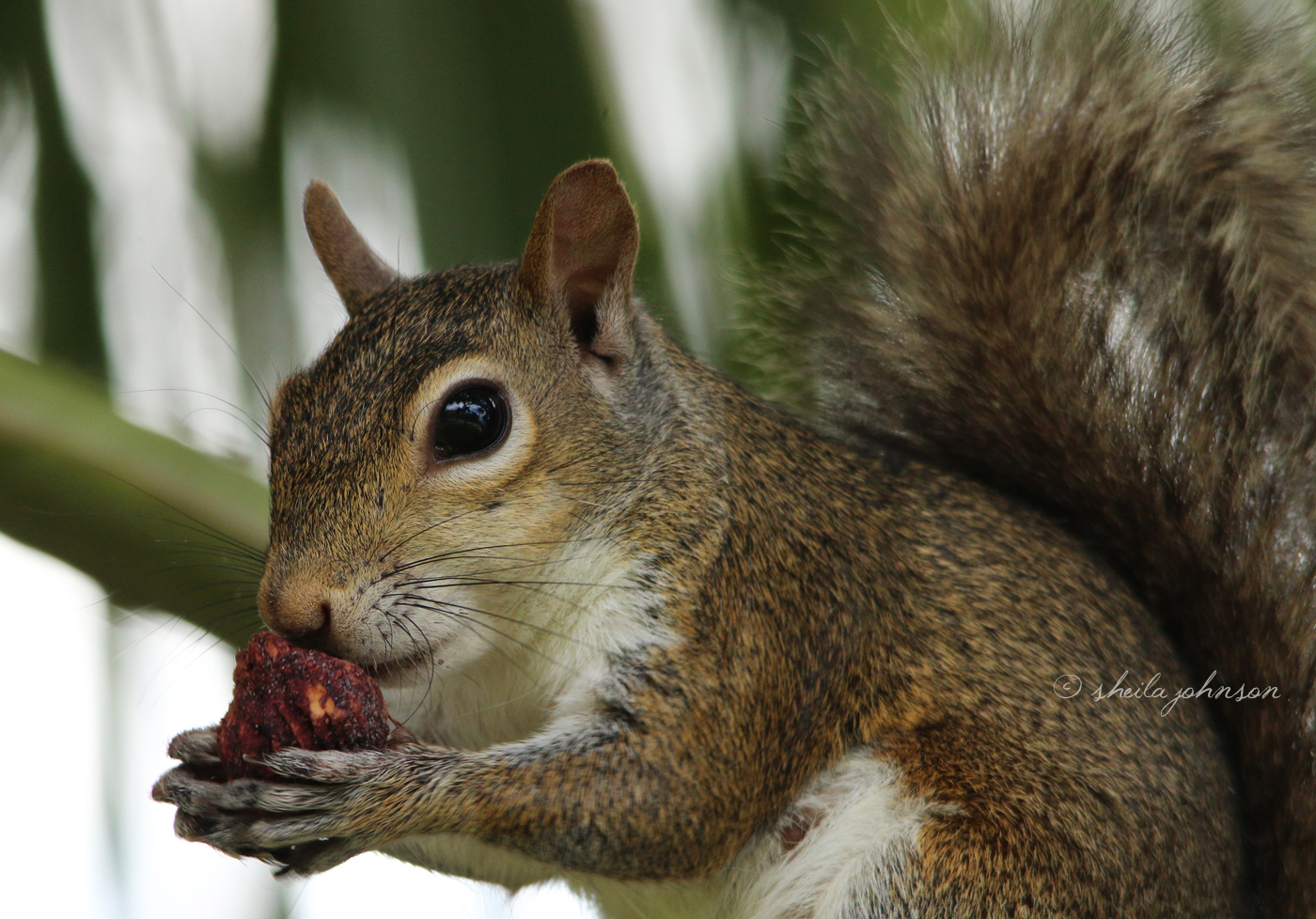 One Of The Many Picnickers Of Rivergate Park In Port St. Lucie, Florida Has Left A Strawberry Behind, Much To This Squirrels Delight.