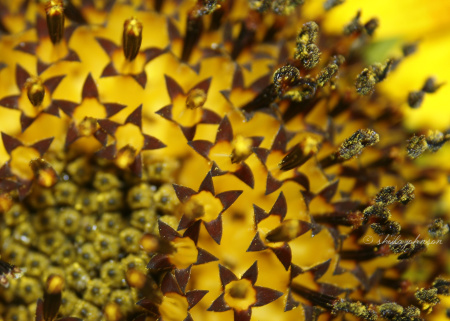 If you look closely enough, you can see that the giant that is a Sunflower is made up of hundreds (maybe thousands) of tiny little flower-like parts.
