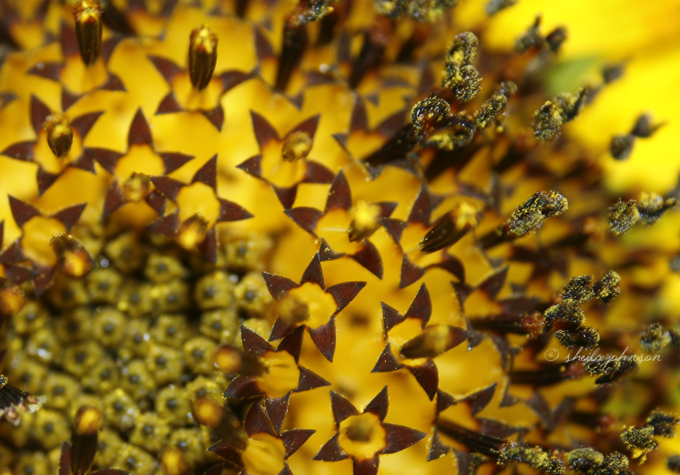 If You Look Closely Enough, You Can See That The Giant That Is A Sunflower Is Made Up Of Hundreds (Maybe Thousands) Of Tiny Little Flower-Like Parts.